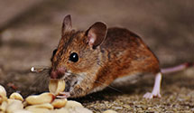 24 Hour & Emergency Exterminators in West Frankfort, IL